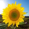 Região | Ecologia e Ambiente – Energias limpas: o futuro no presente!