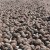 Detidos em Arrouquelas por furto de pinhas
